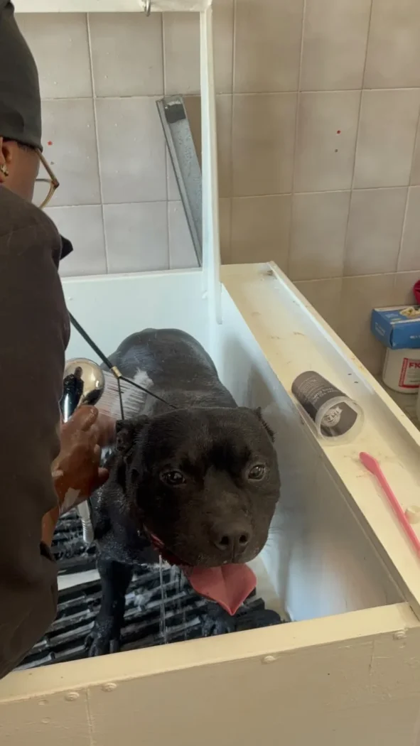 A Staffordshire Bull Terrier being gently washed in the grooming bath at Coopers Pets