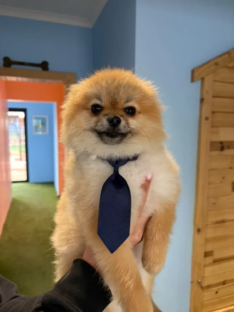 A freshly groomed Pomeranian wearing a navy tie at the Coopers Pets grooming salon