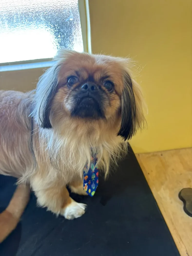 A Pekingese with a freshly brushed coat standing on the grooming table at Coopers Pets