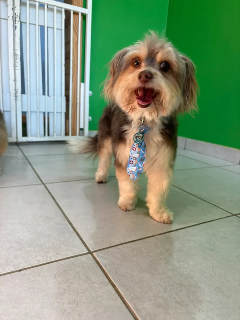 A small terrier cross grinning after a groom at Coopers Pets