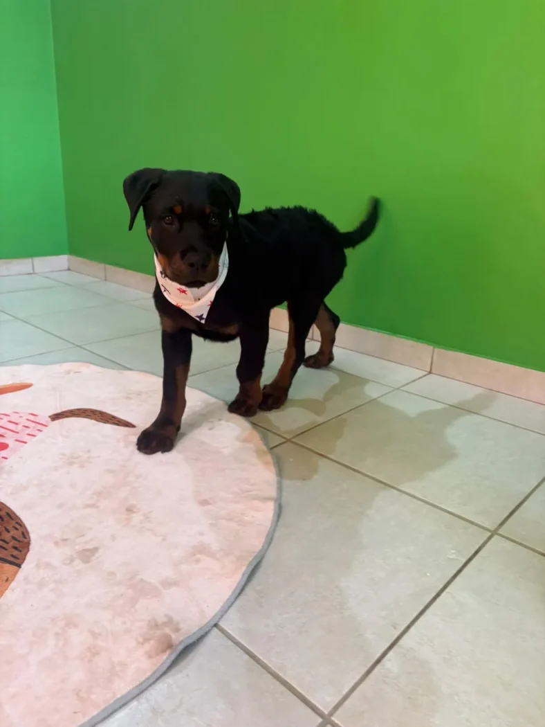 A Rottweiler puppy wearing a bandana after a wash at Coopers Pets