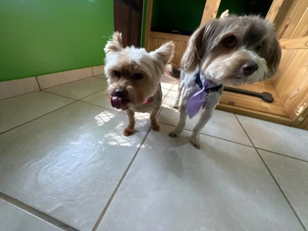 A Yorkshire Terrier and a terrier cross side by side after their grooms at Coopers Pets