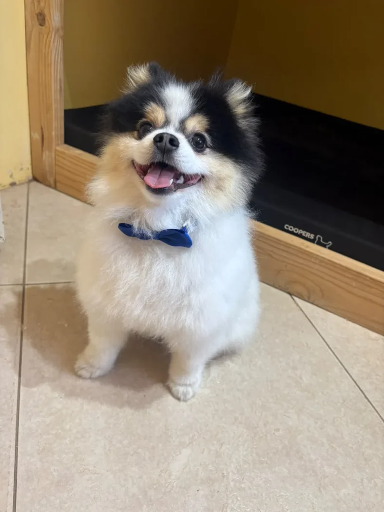 A smiling black and white Pomeranian wearing a blue bow tie after a groom at Coopers Pets