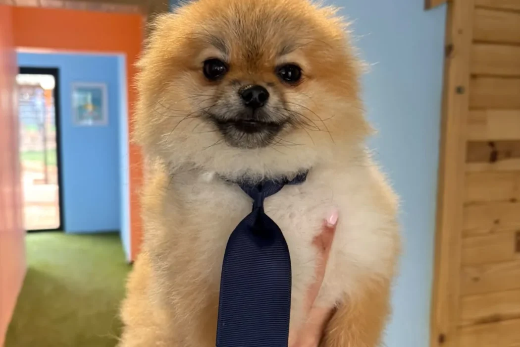 A freshly groomed Pomeranian wearing a navy tie at the Coopers Pets grooming salon