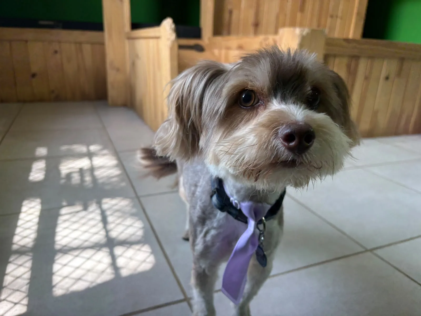 A freshly groomed terrier cross wearing a lilac tie at Coopers Pets